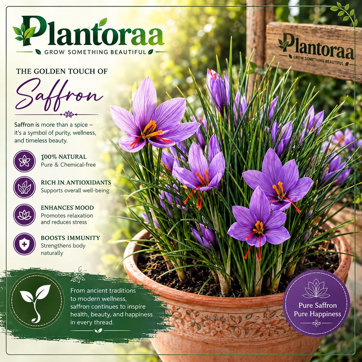 🌹Saffron Bulbs—Gold in the Flower Bulbs🌹🔥Buy 4 Get 4 Free Bulbs🔥